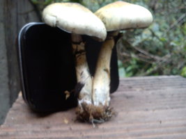 DSC00021.jpg