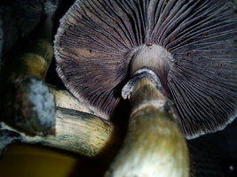 DSC00042.jpg