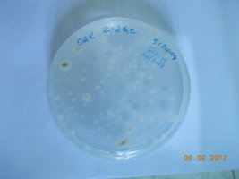 DSCN0481.JPG