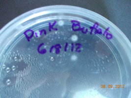 DSCN0490.JPG