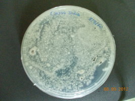 DSCN0493.JPG