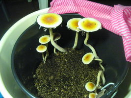balde café 2do fluxo 002.jpg