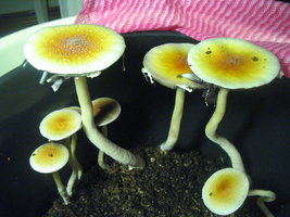 balde café 2do fluxo 003.jpg