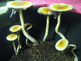 balde café 2do fluxo 004.jpg