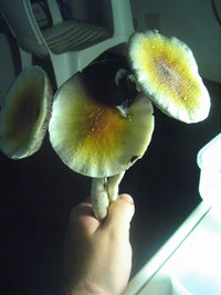 balde café 2do fluxo 008.jpg