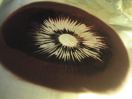 balde café 2do fluxo 013.jpg