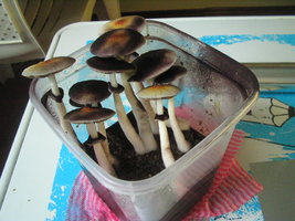 bufalo 4to fluxo 002.jpg