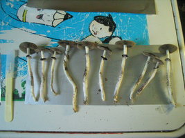 bufalo 4to fluxo 004.jpg