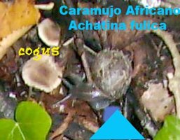 CARAMUJIN.jpg