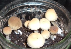DSCF0396.JPG
