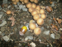 bolinhas2.JPG