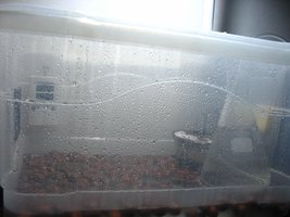 terrario1.JPG