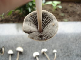 cogumelos 005.jpg