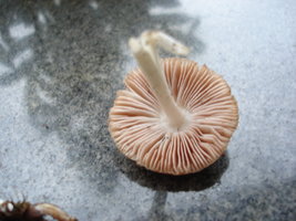 cogumelos 011.jpg
