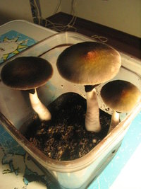 bufalo 5to fluxo 001.jpg