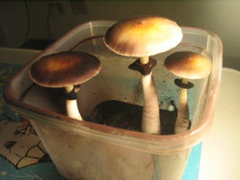 bufalo 5to fluxo 002.jpg