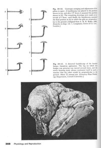 esporos 003.jpg