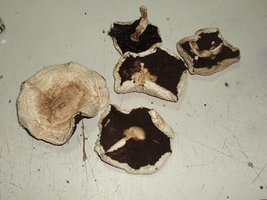 P1010001.JPG