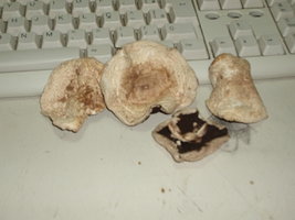 P1010002.JPG