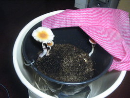 balde 3ro fluxo 004.jpg