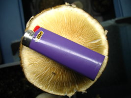 biggun w lighter.jpg