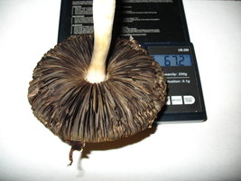67 gm - 1 shroom.jpg