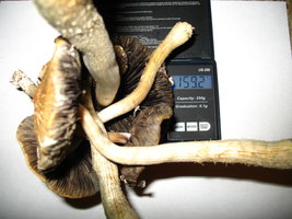 159 gm - 4 shrooms.jpg