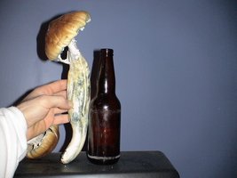 beer bottle.jpg