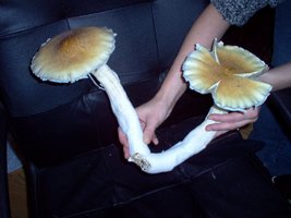 giant cluster.jpg