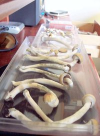 100_2146.jpg