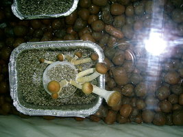 PIC_0005.JPG