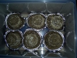 Imagem 0410.jpg