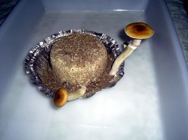 Imagem 0414.jpg