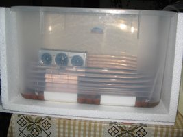 terrario1.jpg