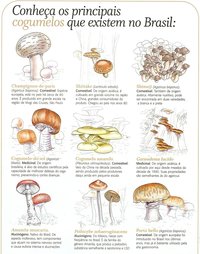 Cogumelos no Brasil.jpg
