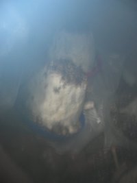 Nasceu (11).jpg