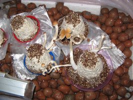 Colheita (2).jpg