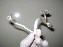 Colheita (7).jpg