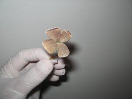 Colheita (9).jpg