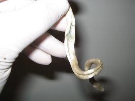 Colheita (11).jpg