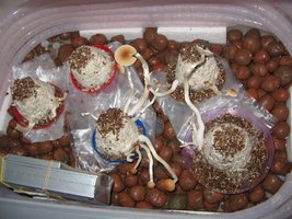 Cultivo (2).jpg