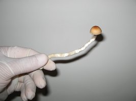 Cultivo (9).jpg
