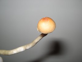 Cultivo (10).jpg