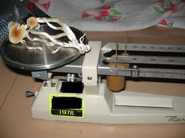 Cultivo (13).jpg