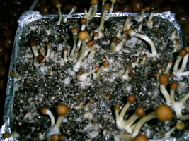 21-11-06.JPG