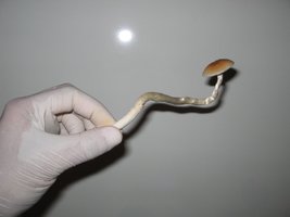 MiniColheita (3).jpg