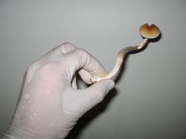 MiniColheita (4).jpg