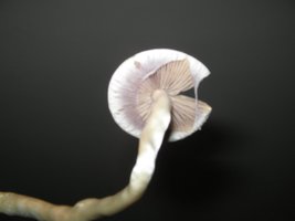 MiniColheita (5).jpg