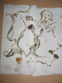MiniColheita (6).jpg