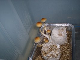 Picture.jpg